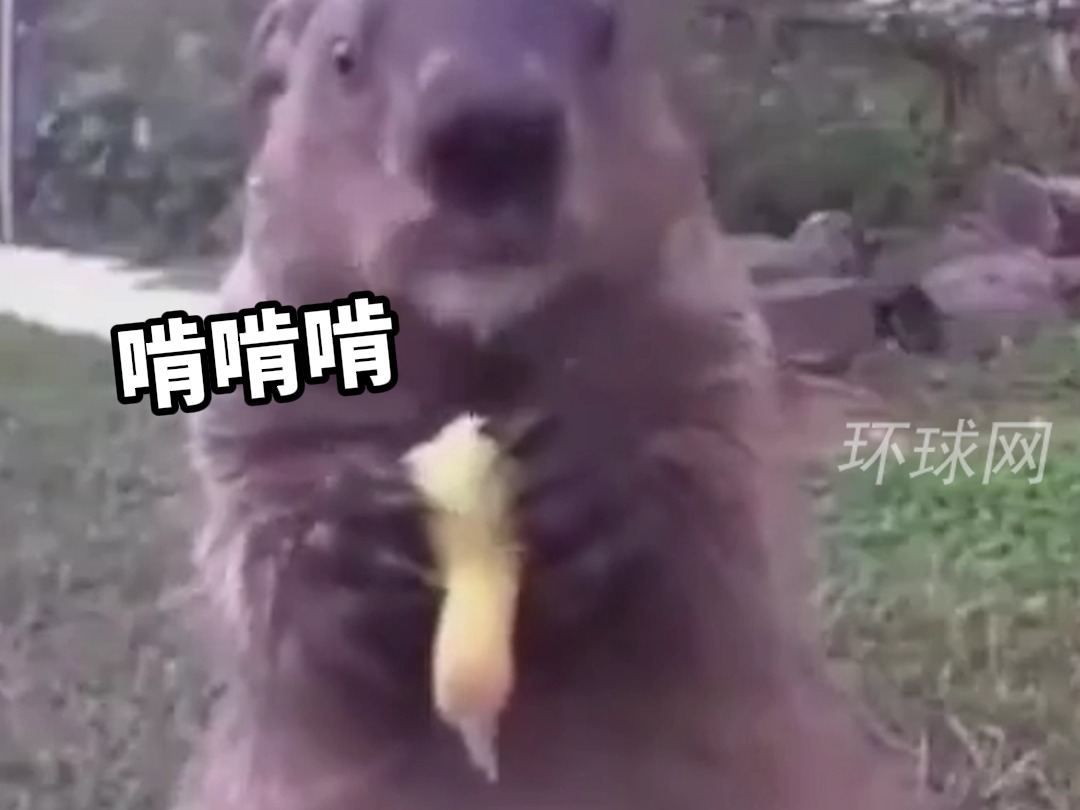 这土拨鼠是会嘲讽的，连续4年偷农民的庄稼，还在监控镜头前狂吃