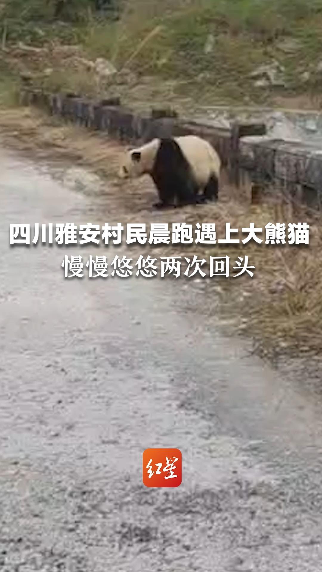 四川雅安村民晨跑遇上大熊猫 慢慢悠悠两次回头 当事人：去年此时就曾在同一地点巧遇过