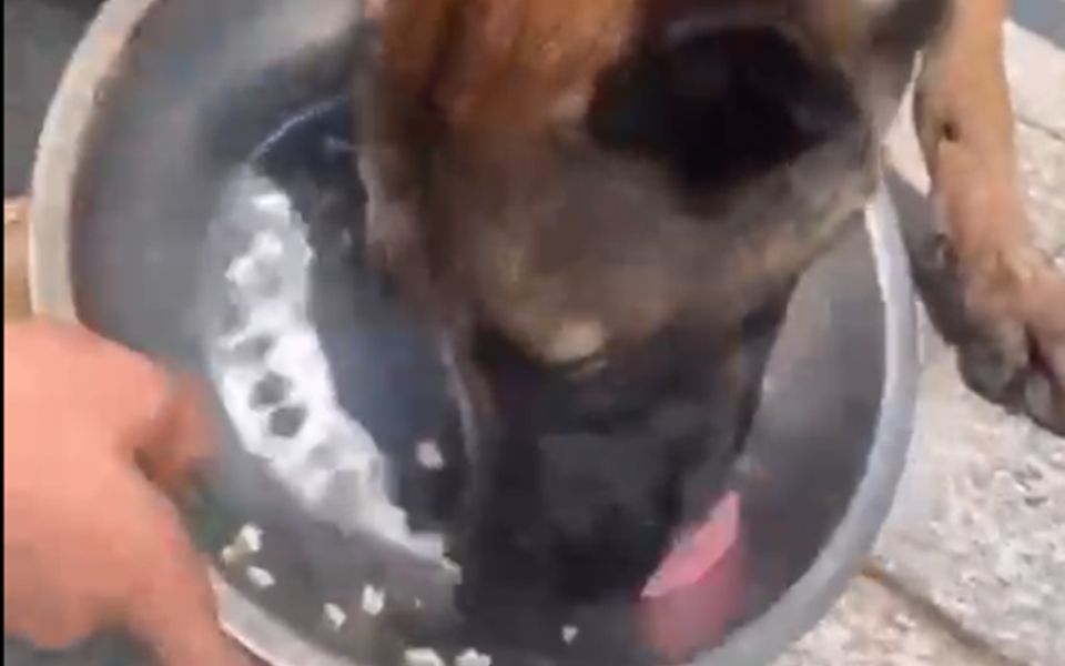 军犬也要“光盘行动”！来看看餐标如何？