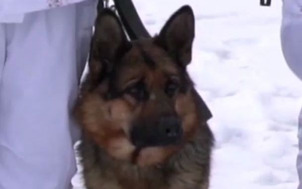 军犬陪边防战士雪中巡逻：虽然很想玩雪，但巡逻更重要！