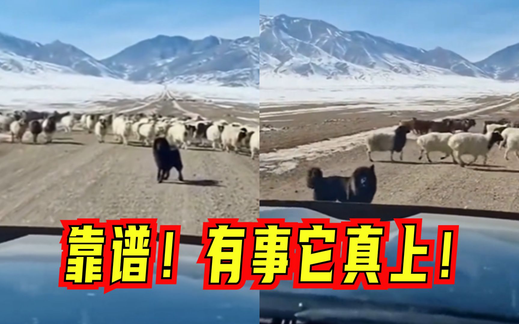有事它真上！羊群穿过道路，蒙古獒以身挡车霸气护羊