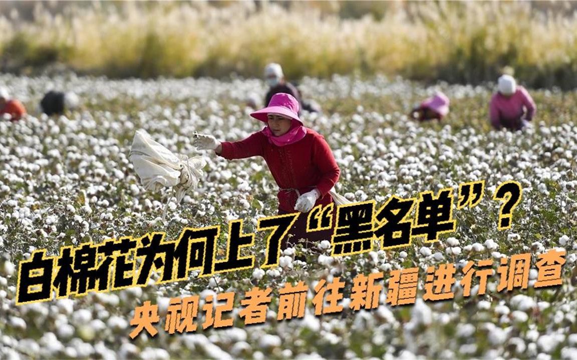 白棉花为何上了“黑名单”？央视记者前往新疆进行调查