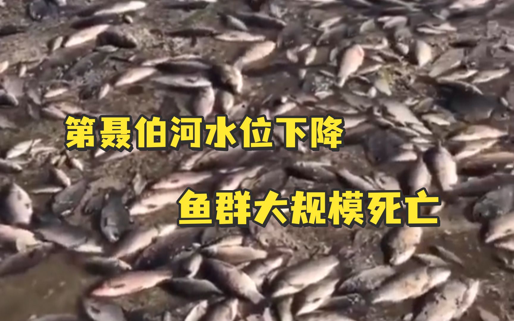 卡霍夫卡水电站大坝被毁，第聂伯河水位下降，鱼群大规模死亡