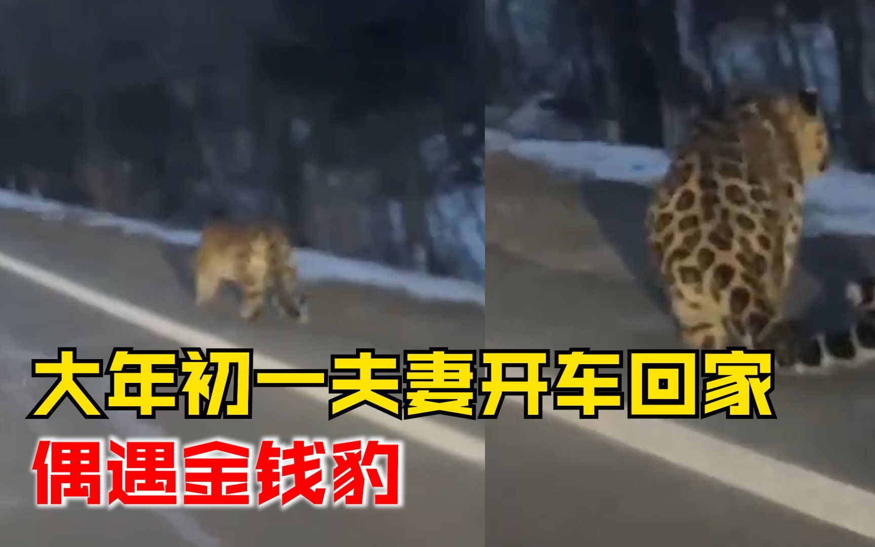 大年初一夫妻回家路上偶遇金钱豹：第一次见，希望预示着生意火爆