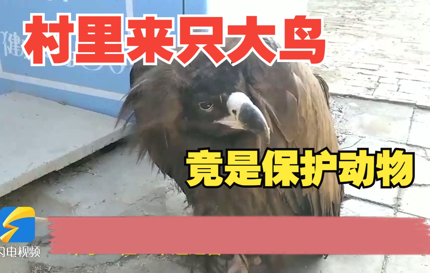 受伤“大鸟”落难到聊城一村子里，竟是国家一级保护动物秃鹫