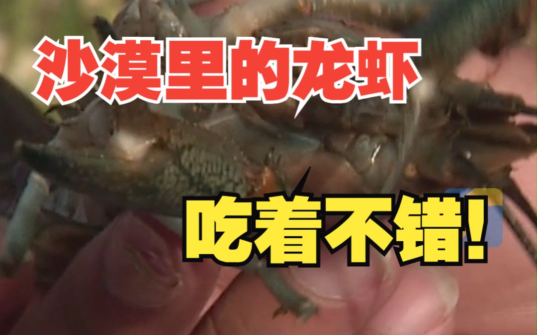 新疆“澳龙”大丰收：沙漠里面的龙虾 吃着感觉不错！