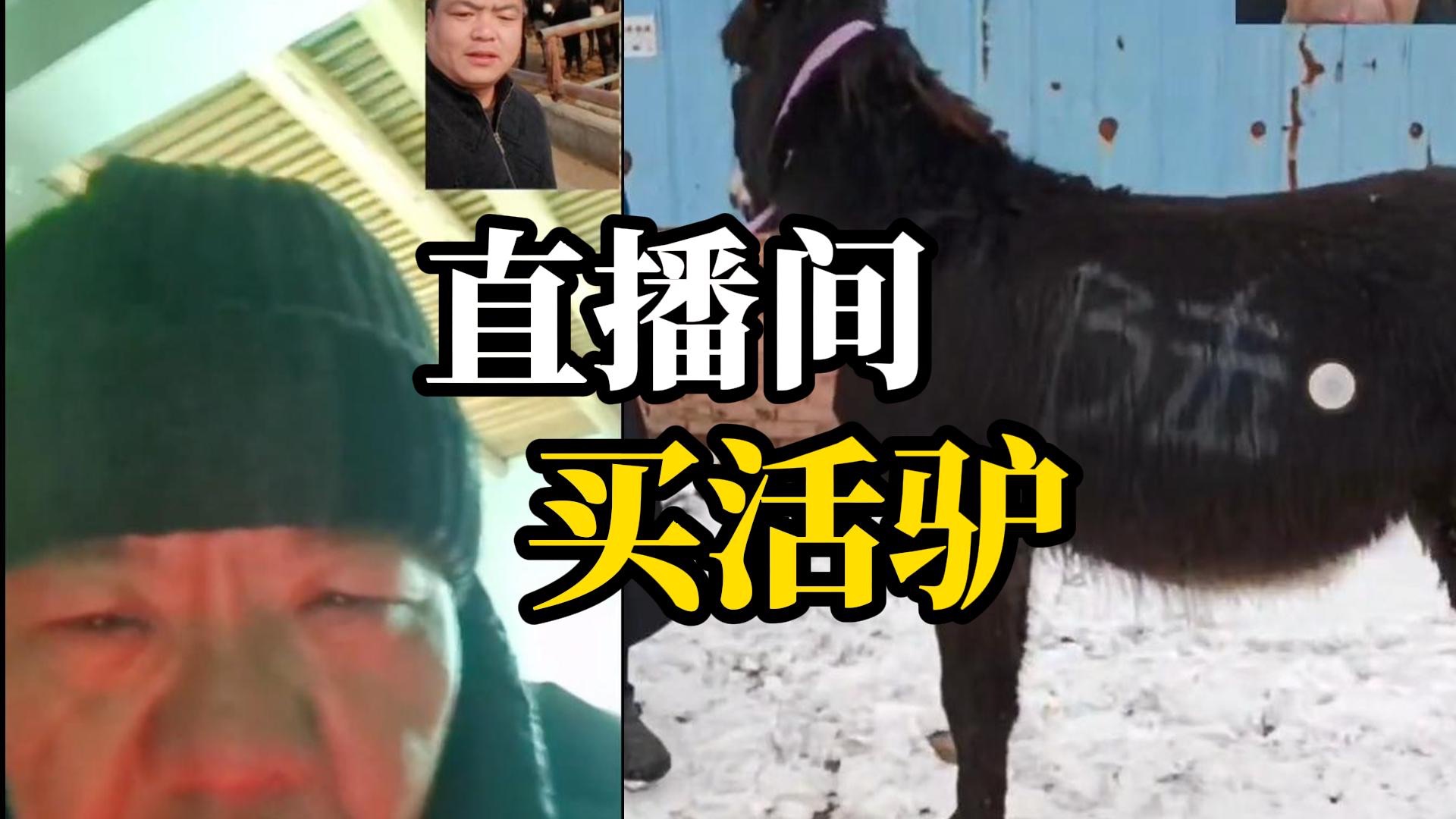 男子直播间花13000元买驴，当事人女儿：以为遇到了诈骗准备报警，没想到驴真的运到了