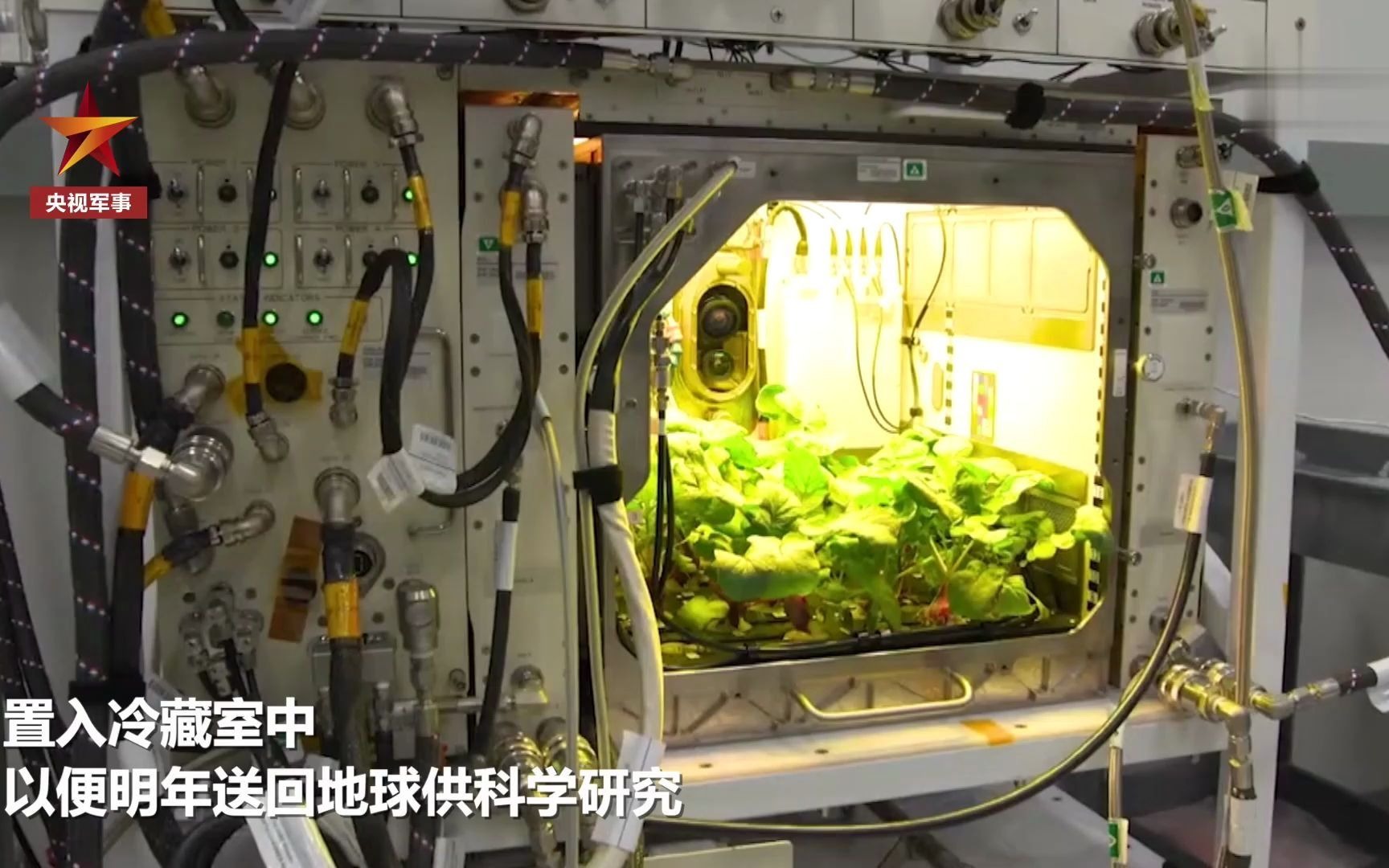NASA收获首批太空萝卜