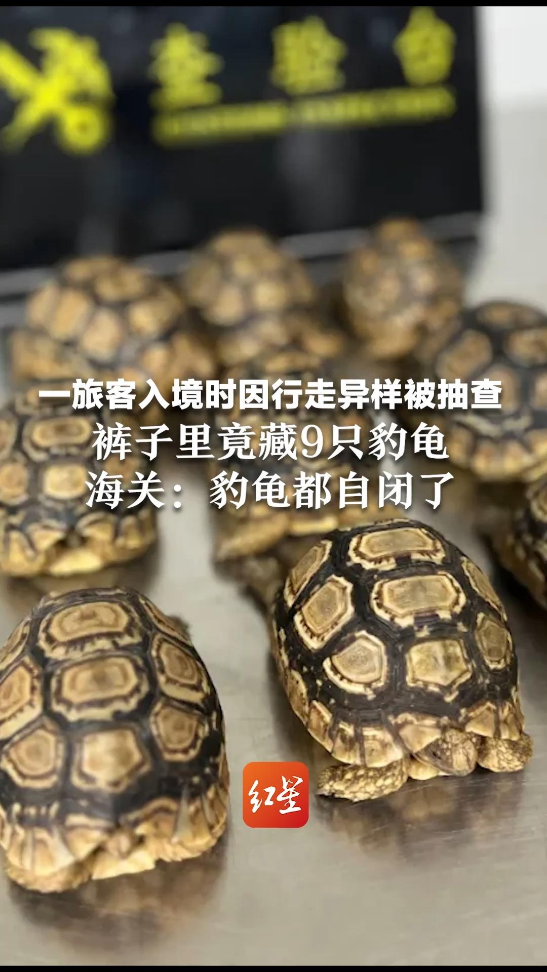 一旅客入境时因行走异样被抽查 裤子里竟藏9只豹龟 海关：豹龟都自闭了