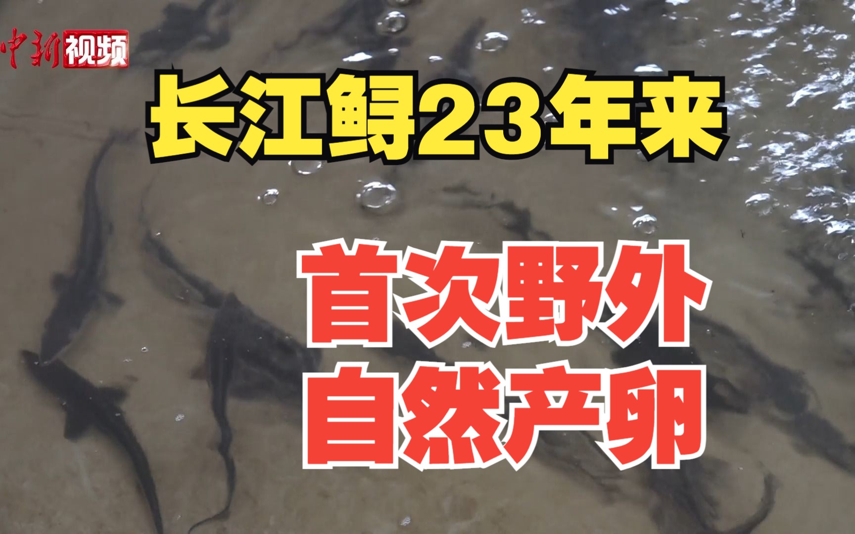 长江鲟23年来首次野外自然产卵！“野外灭绝”结论或将改变！