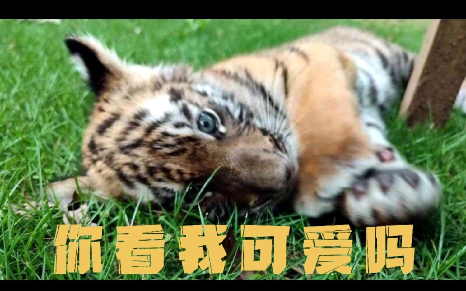 国宝级华南虎再添小脑斧，想rua！