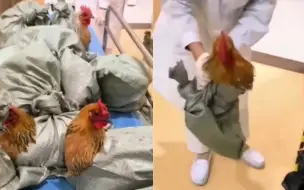 接地气！医院给职工发年货人手一只活鸡 医生：打鸣声都传到了三楼