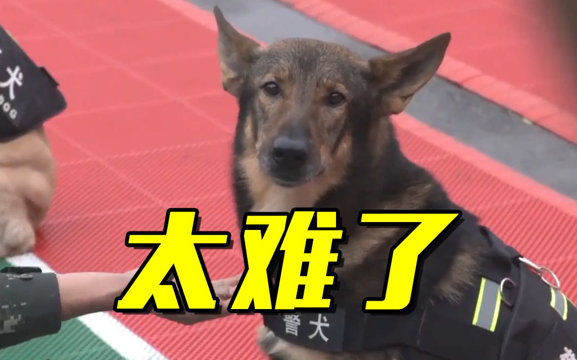 警犬训练日常：面对美食，不为所动