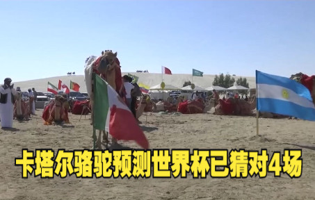 卡塔尔骆驼预测世界杯已猜对4场