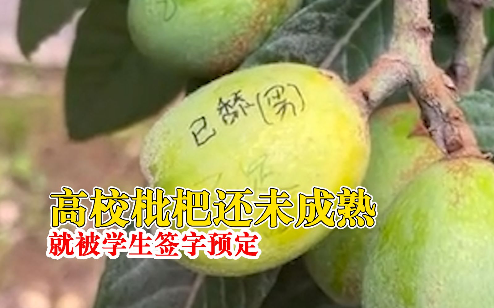 高校枇杷还未熟就被学生签字预定：能摘到的地方被预定了十几颗