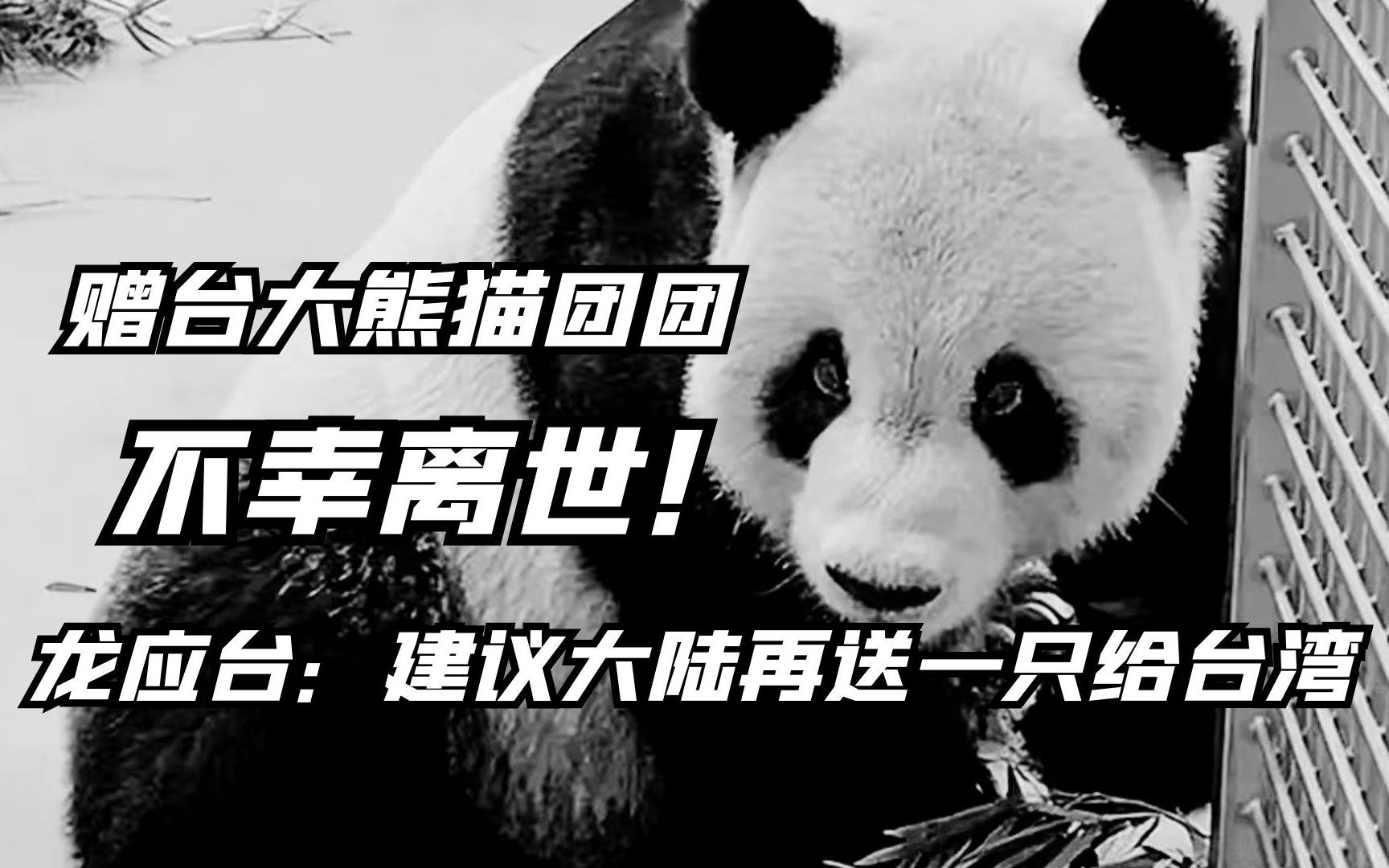 赠台大熊猫团团不幸离世！ 龙应台：建议大陆再送一只给台湾