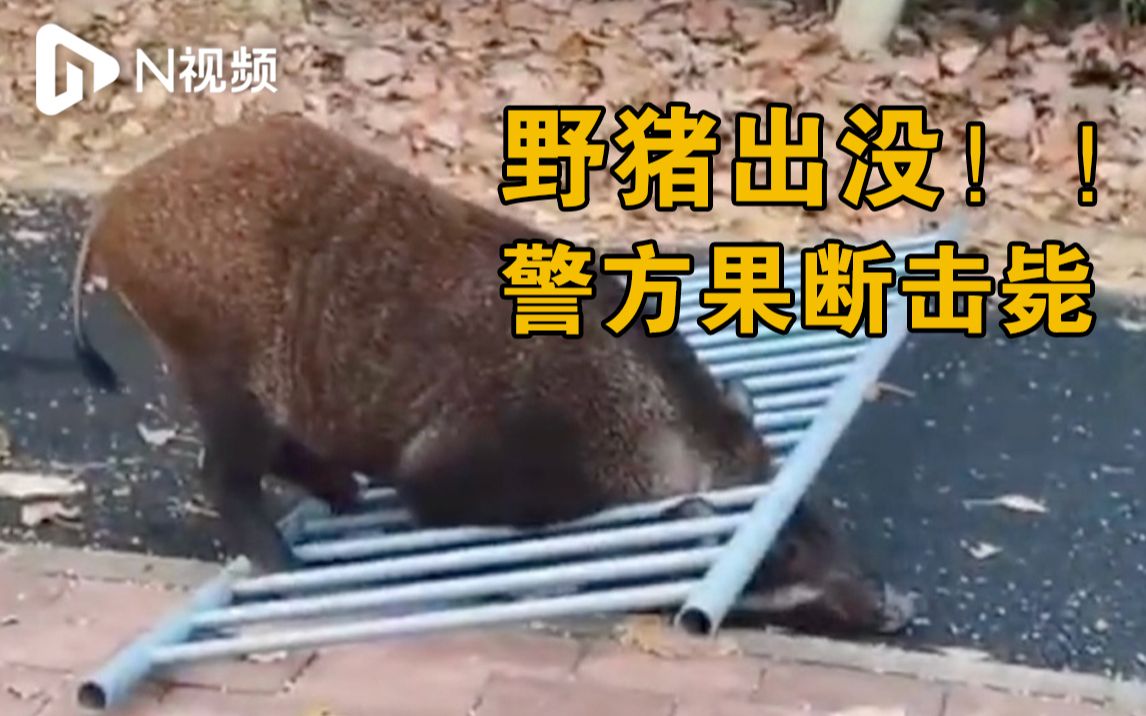 安徽合肥一野猪街头肇事，被警方果断击毙