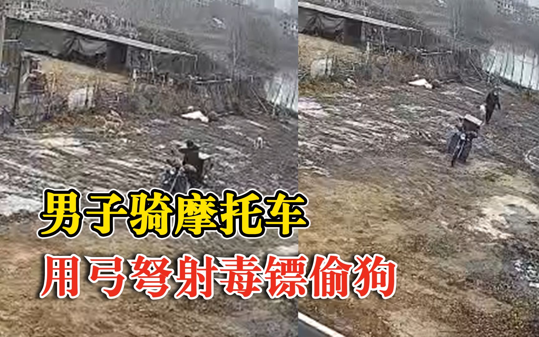 男子骑摩托用弓弩射毒镖偷狗，失主：养了1年半，已报警