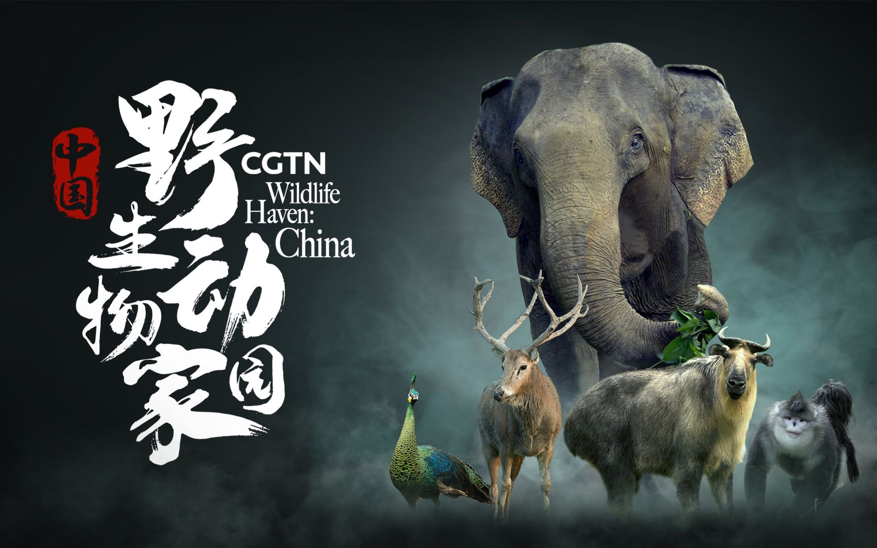 8K纪录片《中国：野生动物家园》宣传片
