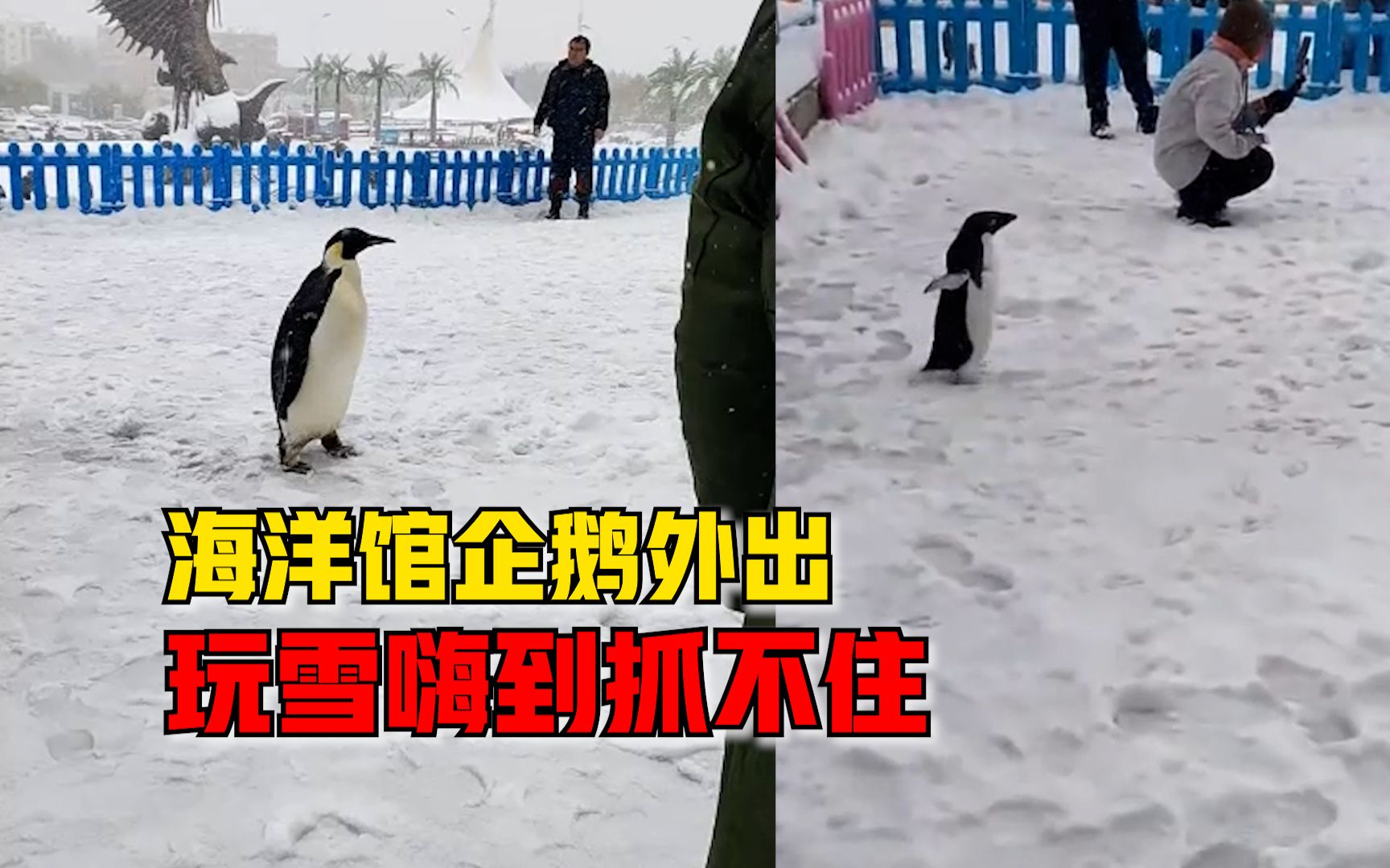 玩嗨了！天津海洋馆放企鹅出来玩雪，出笼容易回笼难