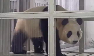 回国！旅韩大熊猫福宝将于明日启程，姜爷爷全程陪同