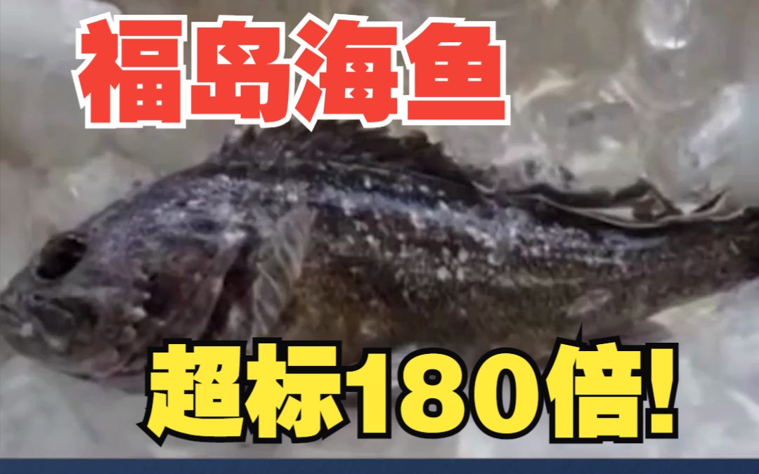 日本福岛第一核电站港湾鱼体内放射性物质超标180倍
