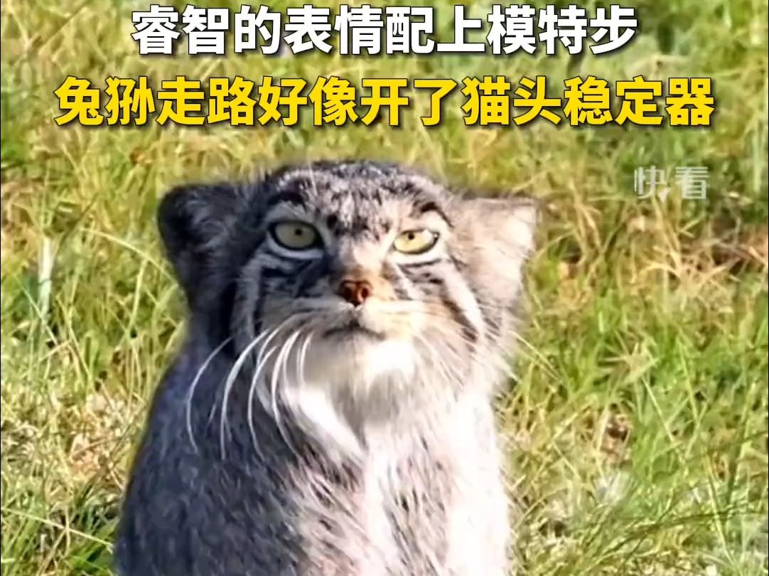 兔狲端庄走路 头和身子各走各的