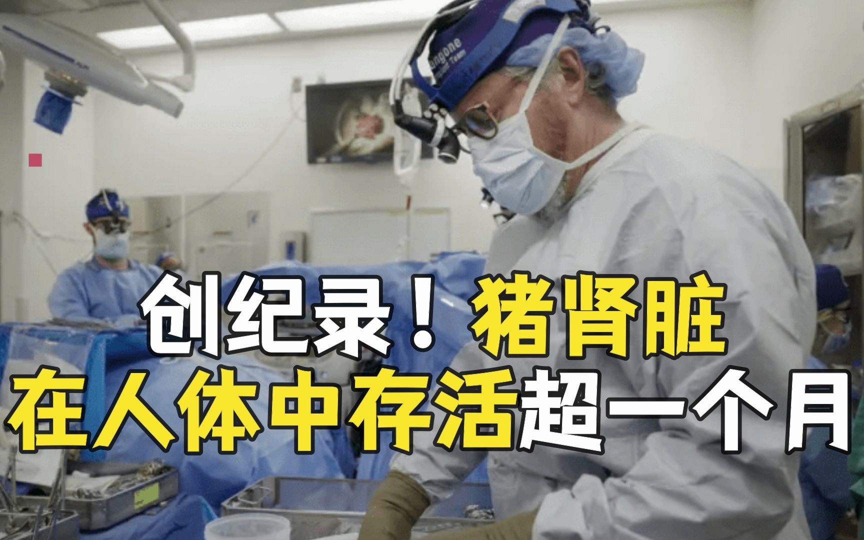 猪肾人体移植试验成功撑过1个月 打破该项实验记录时长