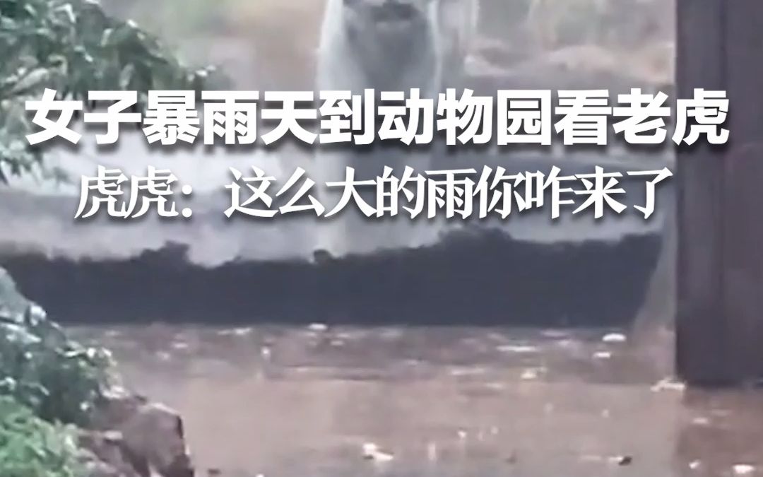 女子暴雨天到动物园看老虎，虎虎：这么大的雨你咋来了啊？