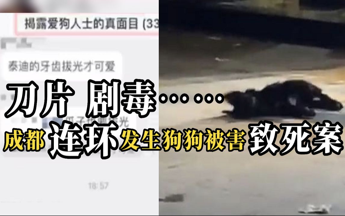成都多地连发毒狗事件，网友卧底本地“恨狗群”