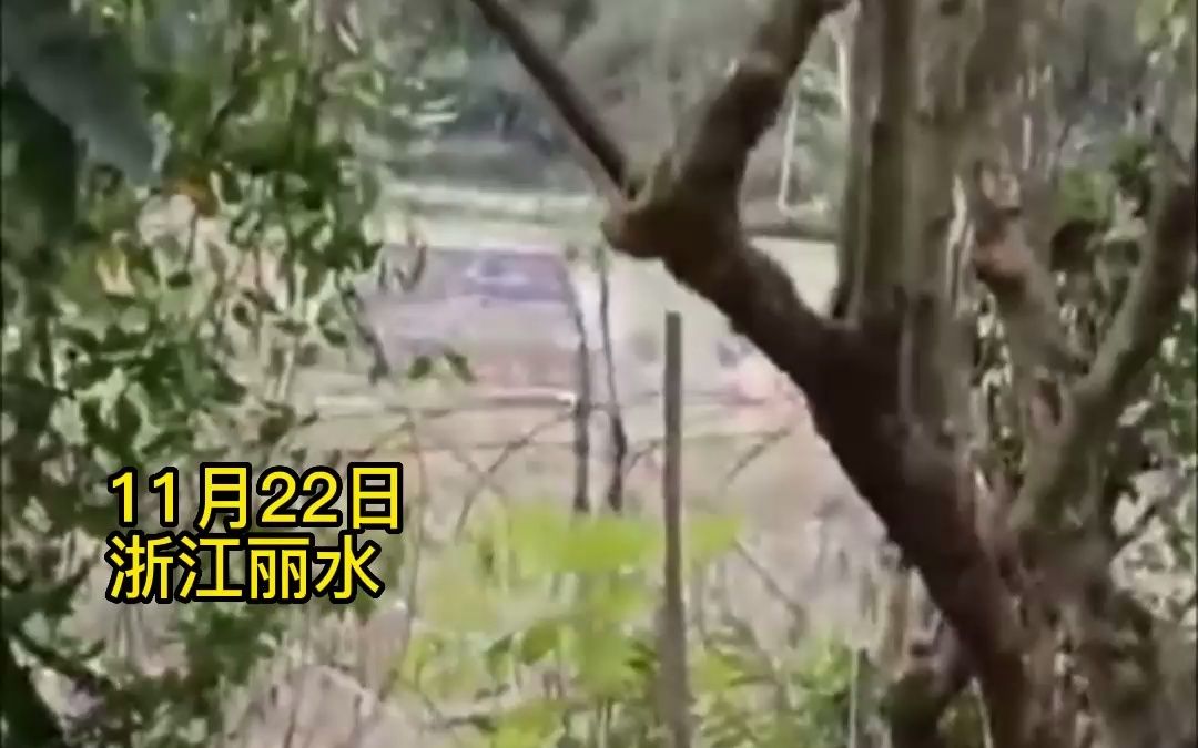 父亲将石榴树一分为二 移种给了两个已出嫁的女儿