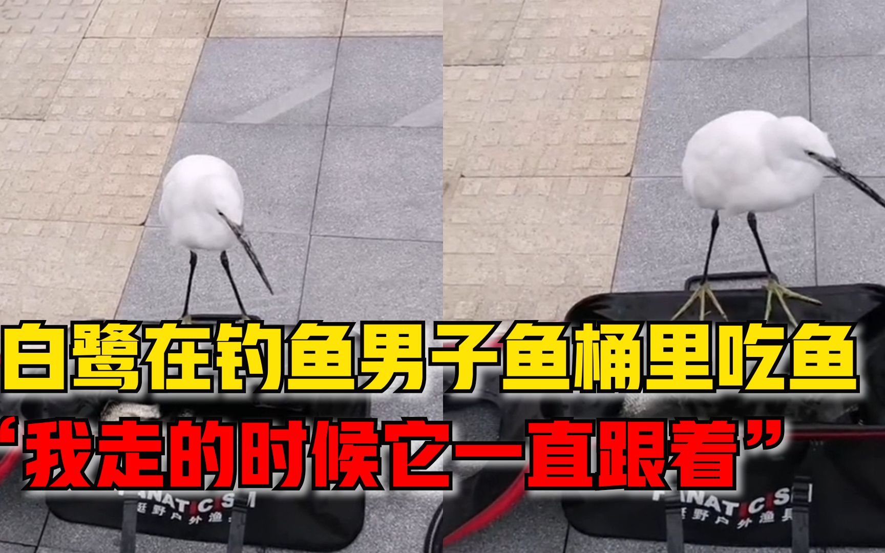 野生白鹭在钓鱼男子鱼桶里吃鱼，男子：我走的时候它一直跟着