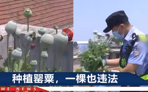 女子种罂粟被查后说炖菜用，民警让她说实话：炒菜？这可不是芹菜