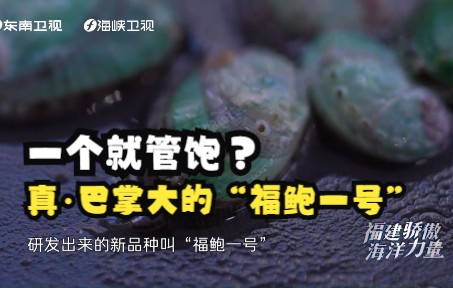 【福建骄傲海洋力量】一个就管饱？真·巴掌大的“福鲍一号”它来了！