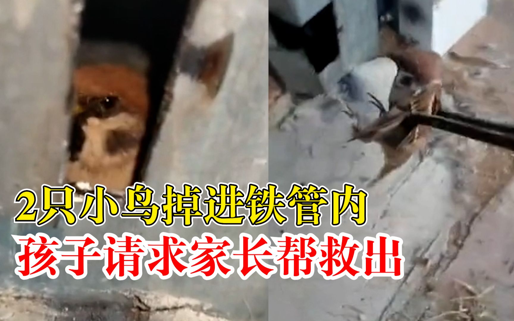 小鸟掉进铁管孩子请家长帮救出：上面有个洞，鸟掉进去了