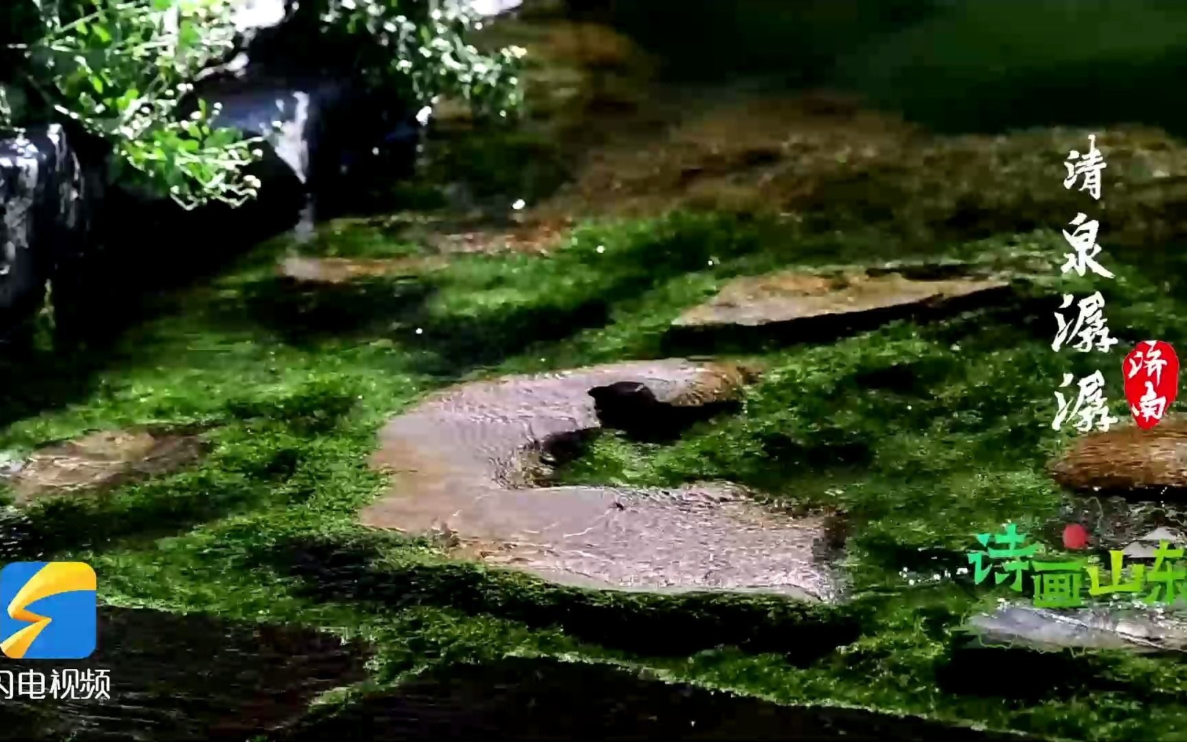 诗画山东·探泉⑦ ｜清泉潺潺锦鱼戏