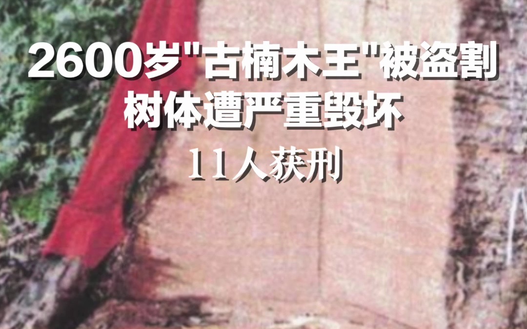 2600岁"古楠木王"被盗割 树体遭严重毁坏 11人获刑