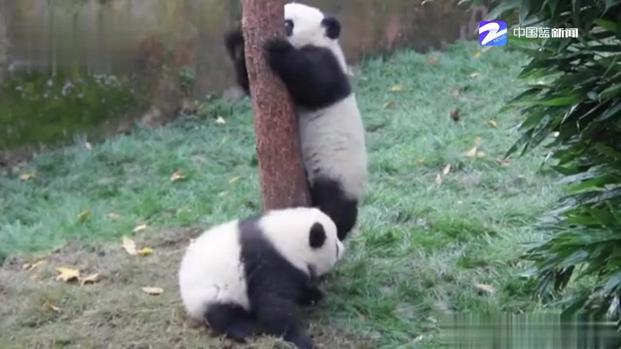 大熊猫摔跤真的会滚起来