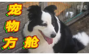 “铲屎的”，您安心去隔离吧！