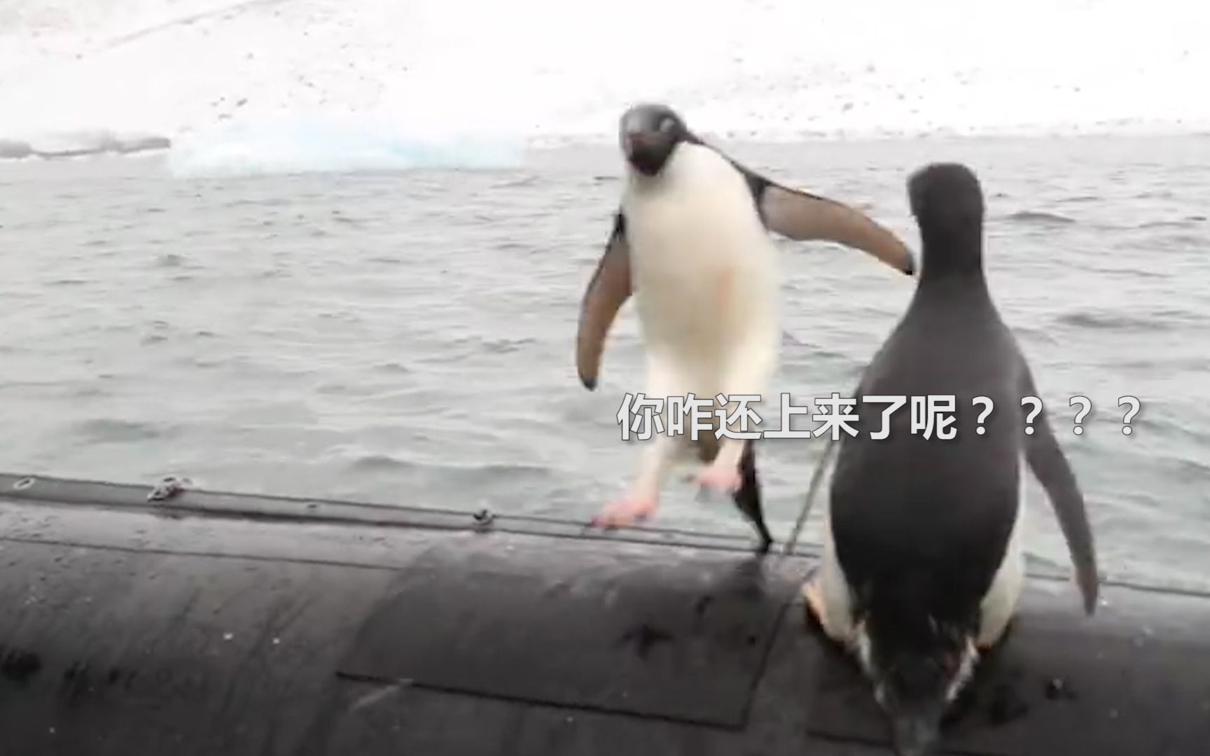 小迷糊企鹅误打误撞蹦上船 发现不对劲后正准备逃走 下一幕搞笑了