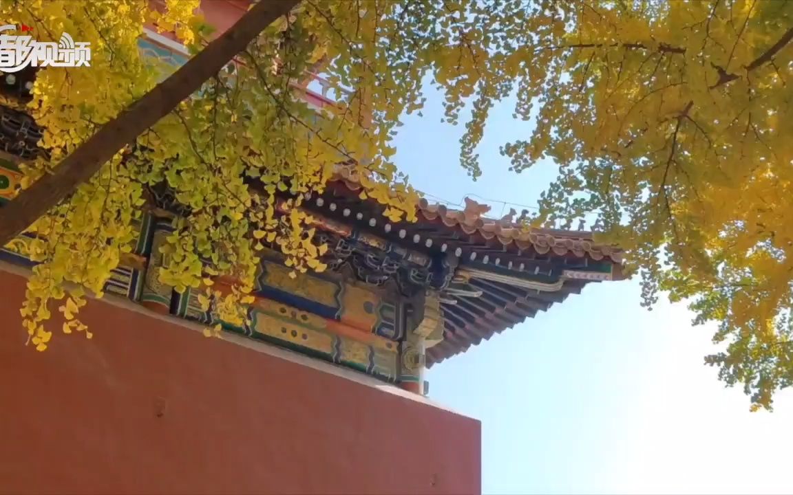 故宫秋色醉人 各色彩叶尽显风姿