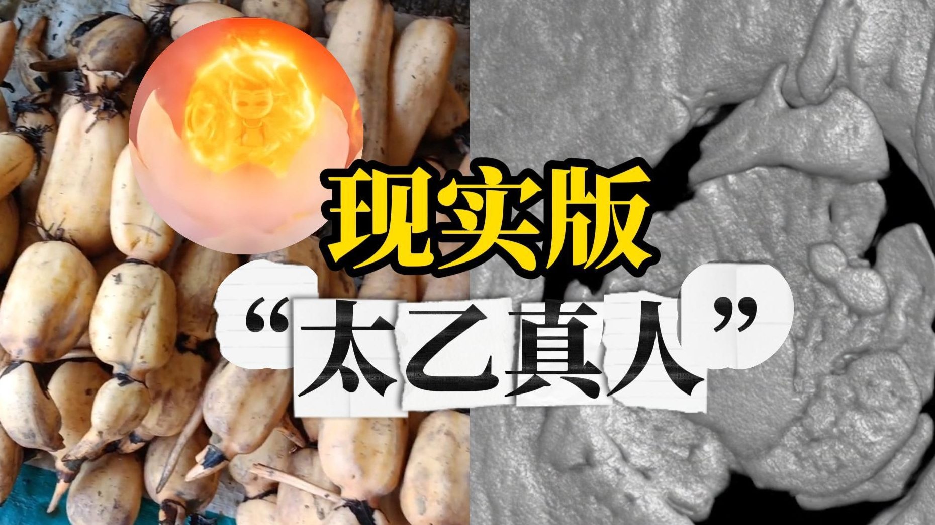 科研团队用藕“重塑肉身”：通过3D打印制作骨修复支架代钢钉，促进骨细胞增殖 直接体内代谢