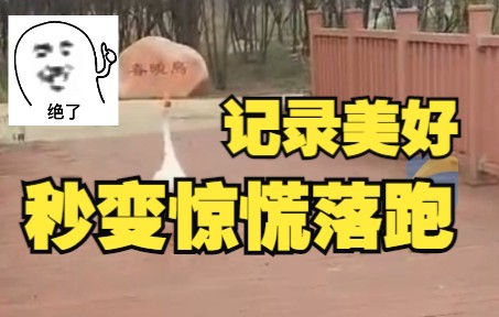 大学生记录与“鹅学长”美好偶遇 下一秒被狂追 温柔小姐姐变大嗓门惊慌落跑