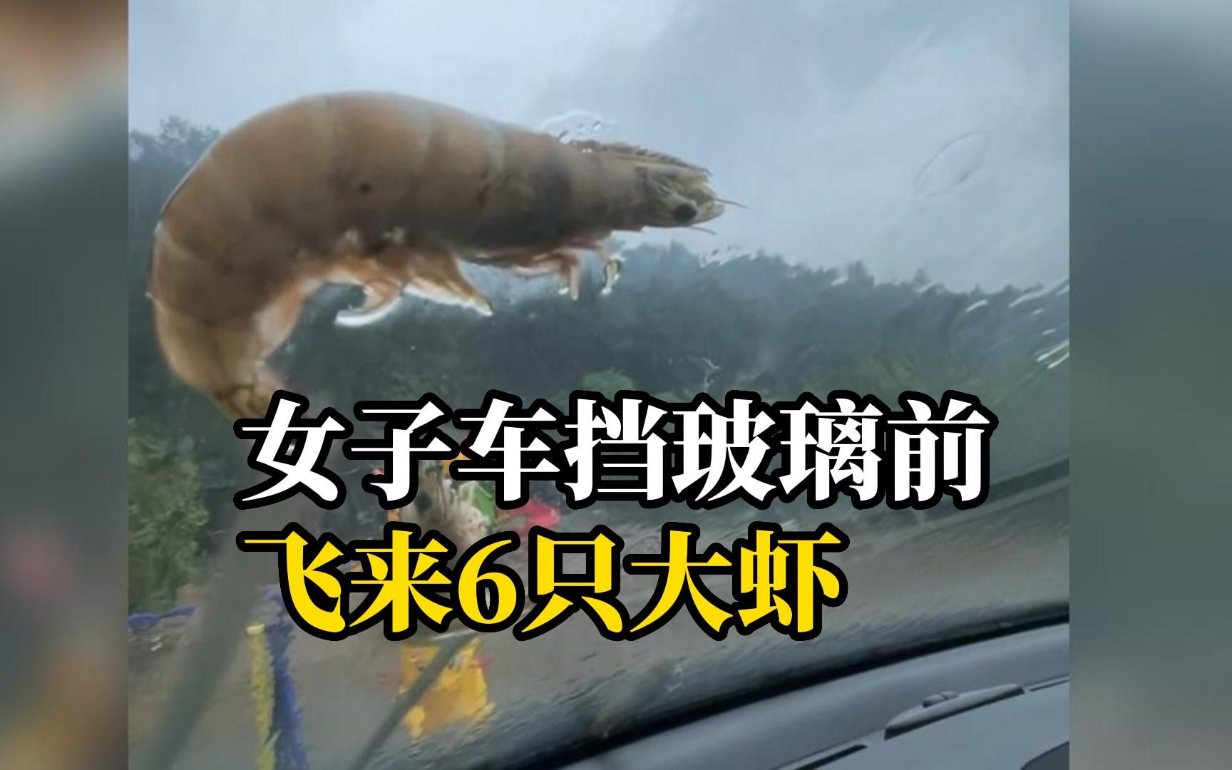 女子车挡玻璃前飞来6只大虾，还以为是小挂件