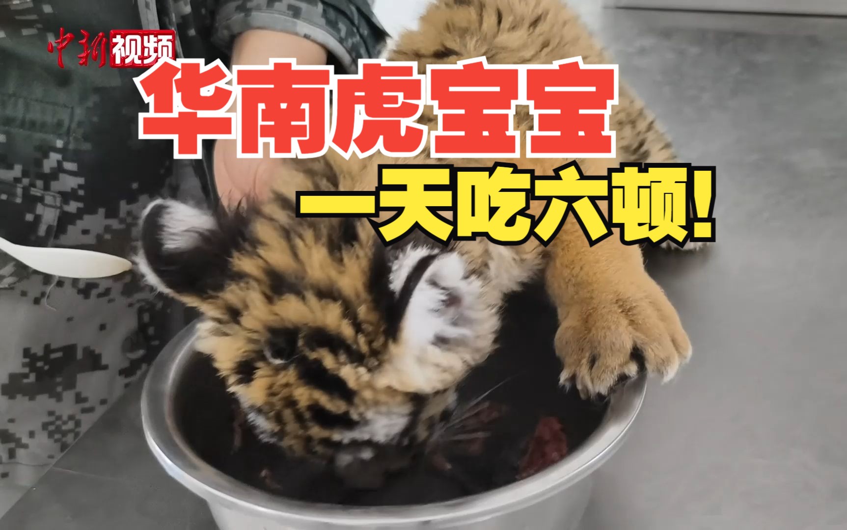 河南洛阳：人工繁殖2只华南虎幼崽 萌态十足