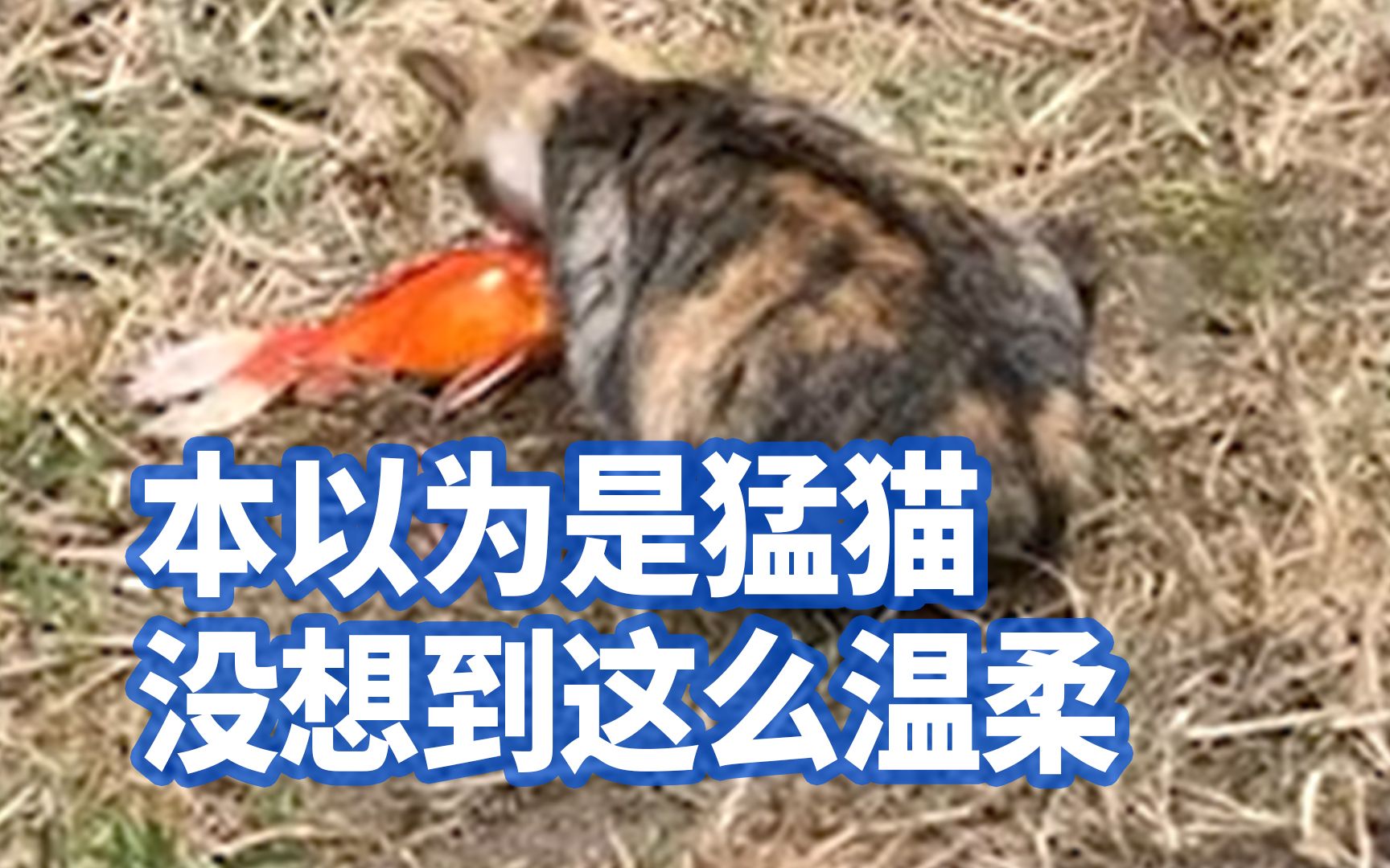 上海一流浪猫每天河边钓鱼养活全家