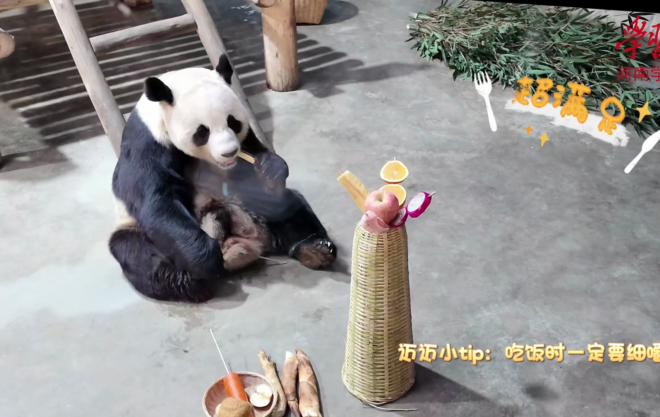 网红熊猫的“强国”年夜饭