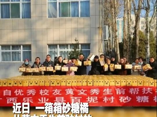 黄文秀生前带乡亲们种的砂糖橘已硕果累累