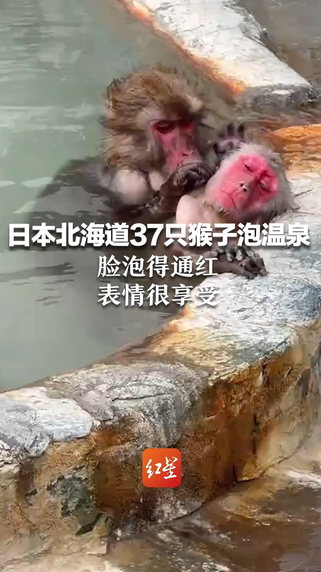 日本北海道37只猴子泡温泉 脸泡得通红，表情很享受 系当地冬季传统项目，已持续半个多世纪