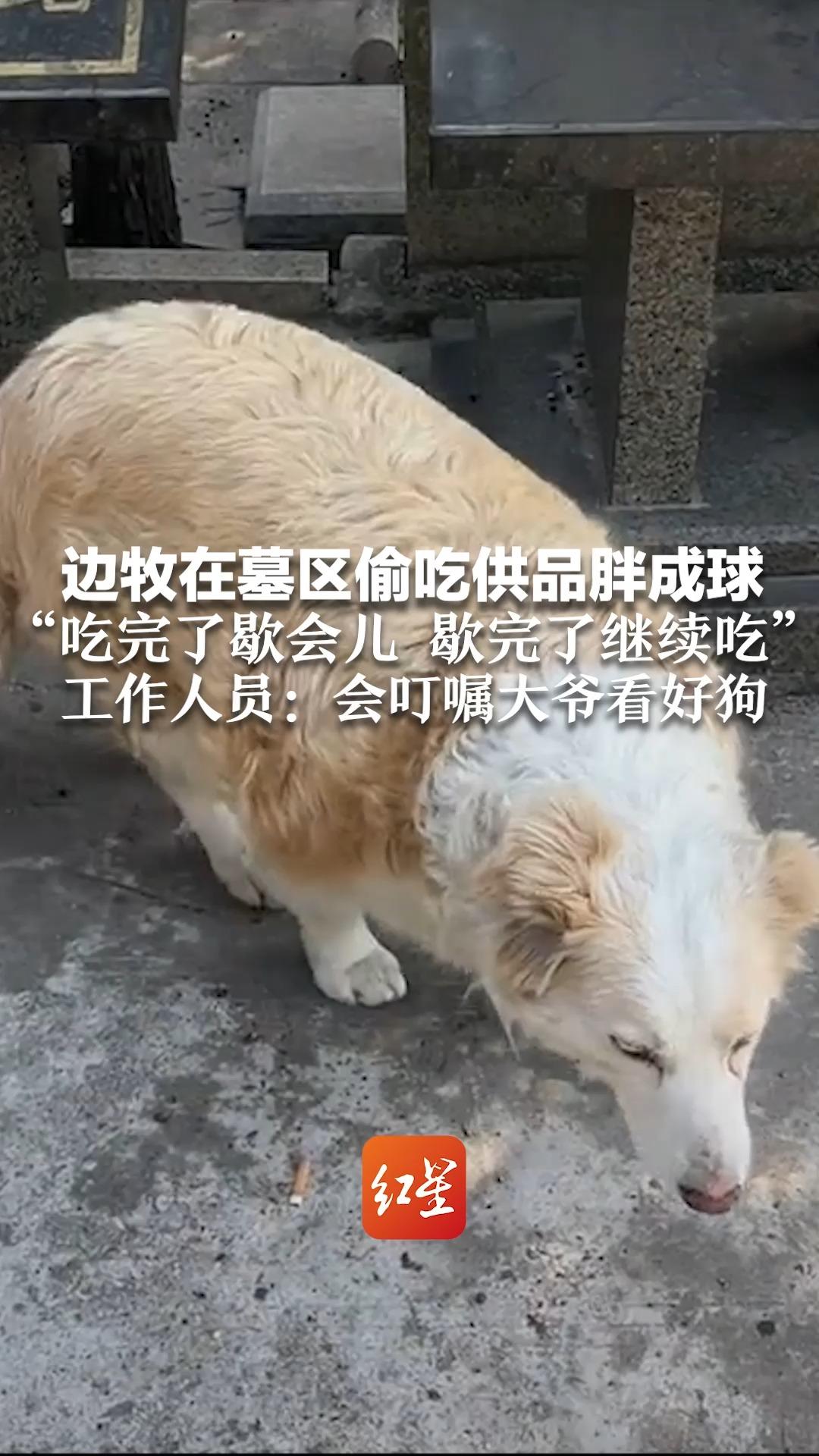 边牧在墓区偷吃供品胖成球 “吃完了歇会儿，歇完了继续吃” 工作人员：会叮嘱大爷看好狗